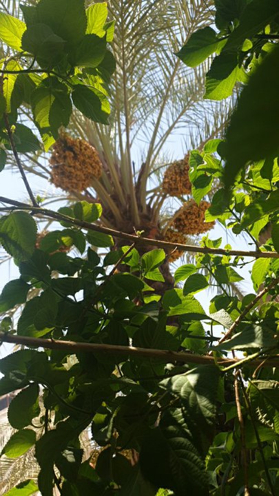 مشاركاتي في أنت الراصد