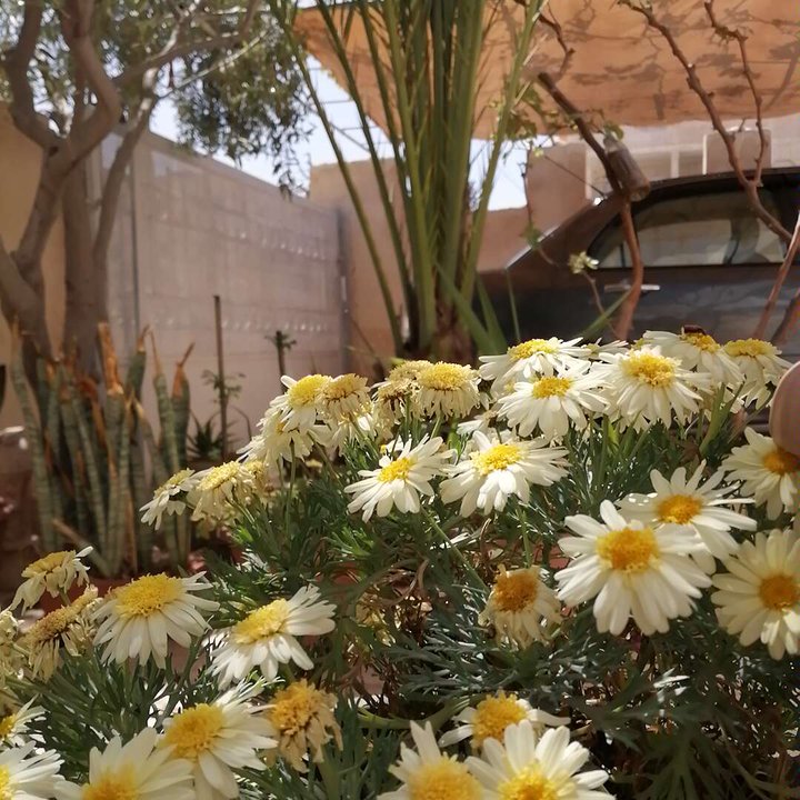 مشاركاتي في أنت الراصد