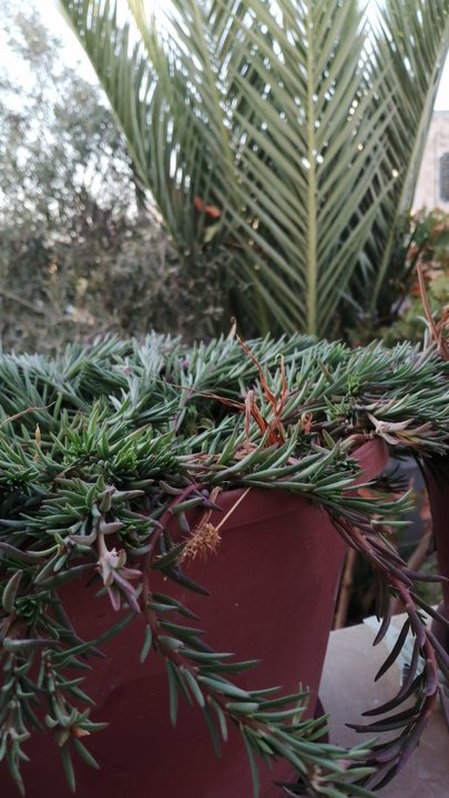 مشاركاتي في أنت الراصد