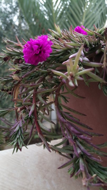 مشاركاتي في أنت الراصد