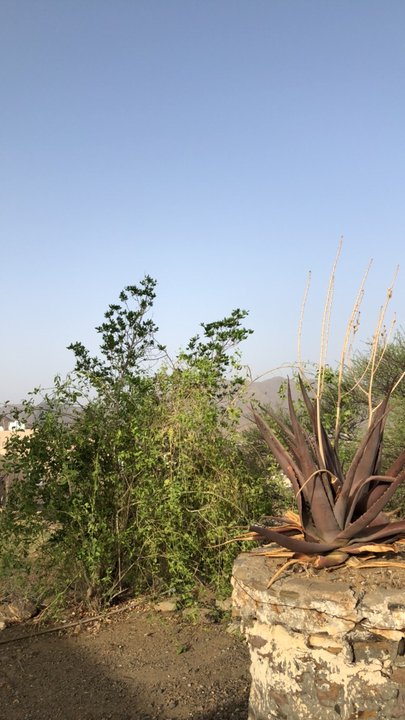 مشاركاتي في أنت الراصد