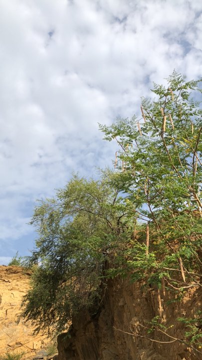 مشاركاتي في أنت الراصد