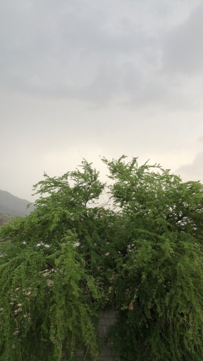 مشاركاتي في أنت الراصد