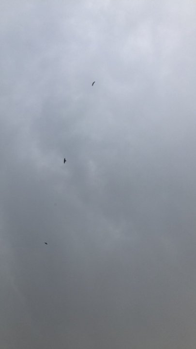 مشاركاتي في أنت الراصد