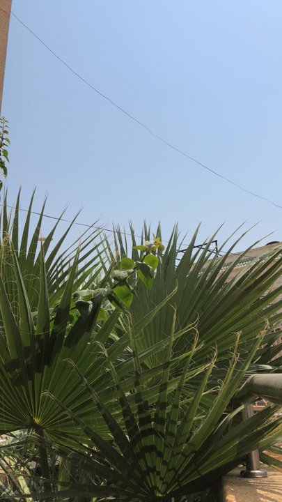 مشاركاتي في أنت الراصد