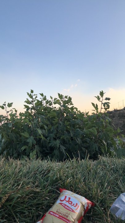 مشاركاتي في أنت الراصد