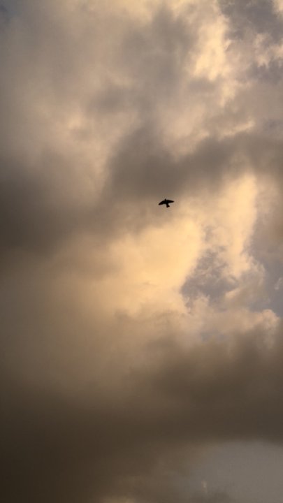 مشاركاتي في أنت الراصد