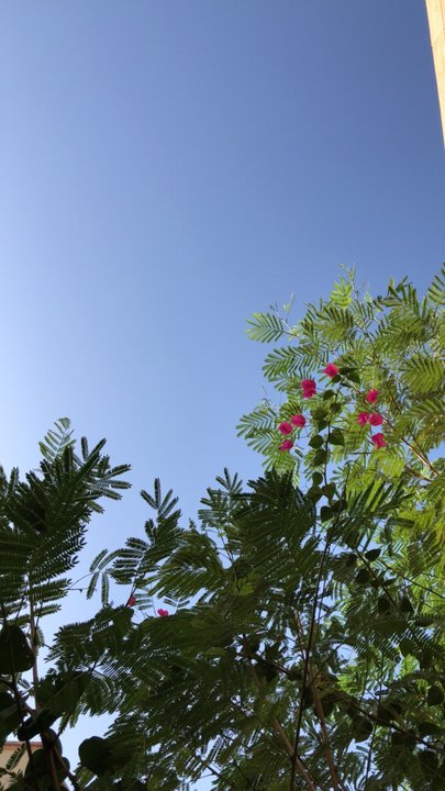 مشاركاتي في أنت الراصد