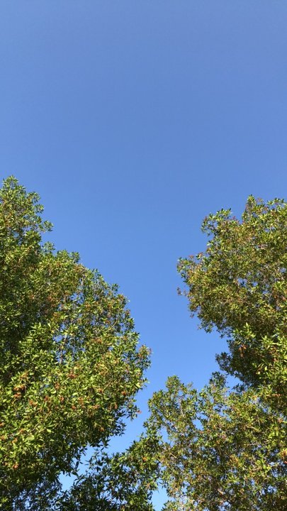 مشاركاتي في أنت الراصد