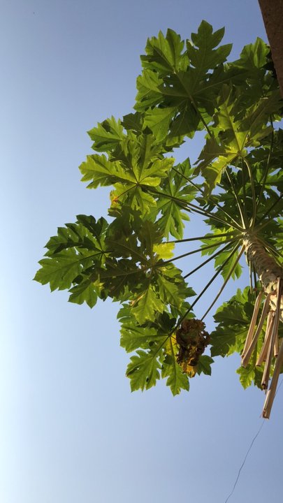 مشاركاتي في أنت الراصد