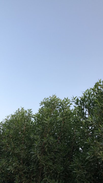 مشاركاتي في أنت الراصد