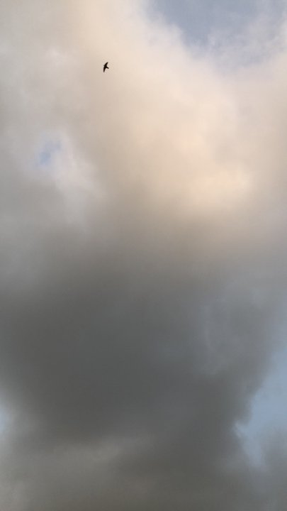 مشاركاتي في أنت الراصد