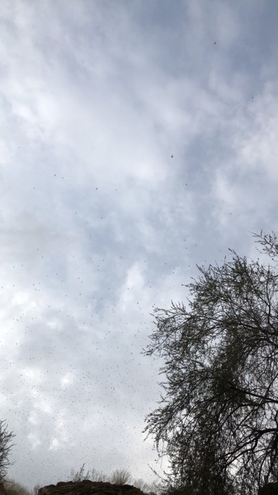 مشاركاتي في أنت الراصد