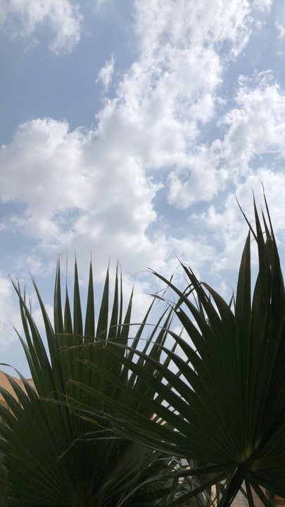 مشاركاتي في أنت الراصد