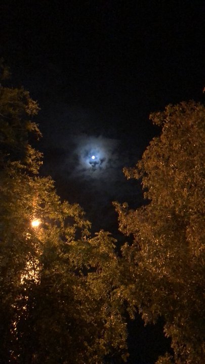 مشاركاتي في أنت الراصد