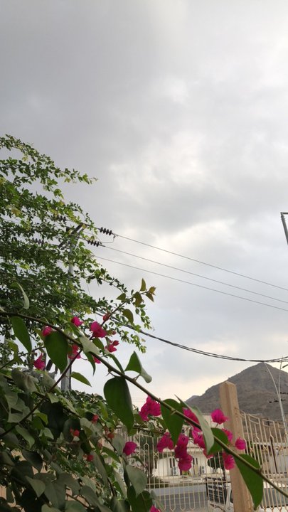 مشاركاتي في أنت الراصد