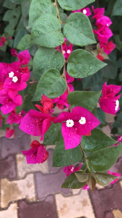 مشاركاتي في أنت الراصد