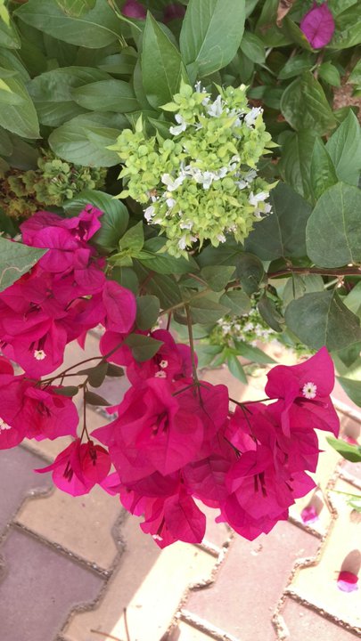 مشاركاتي في أنت الراصد