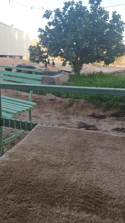 مشاركاتي في أنت الراصد