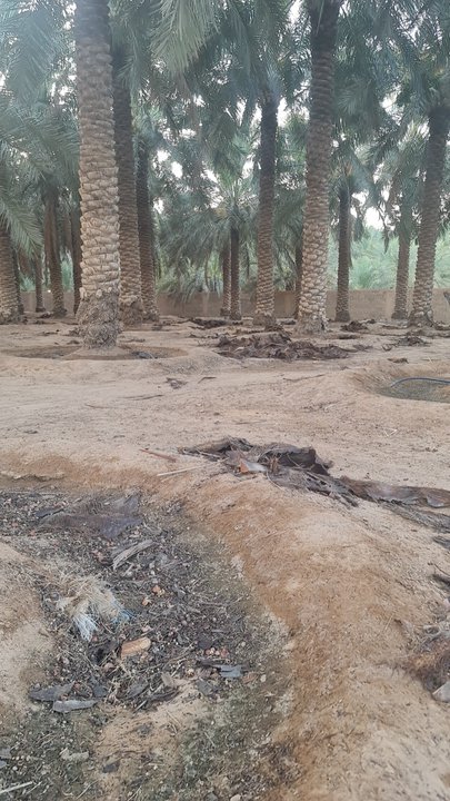 مشاركاتي في أنت الراصد