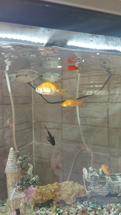 مشاركاتي في أنت الراصد