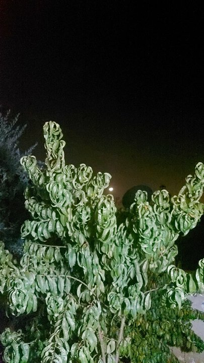 مشاركاتي في أنت الراصد