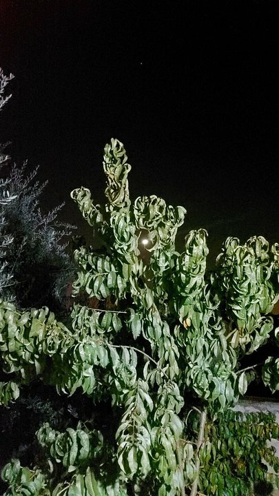 مشاركاتي في أنت الراصد