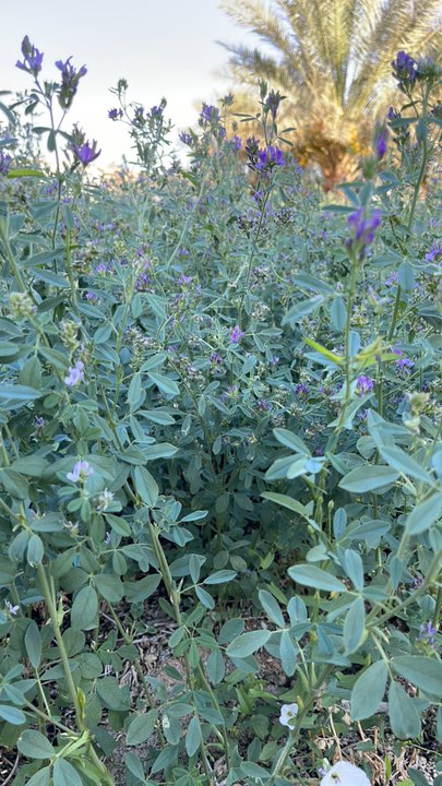 مشاركاتي في أنت الراصد